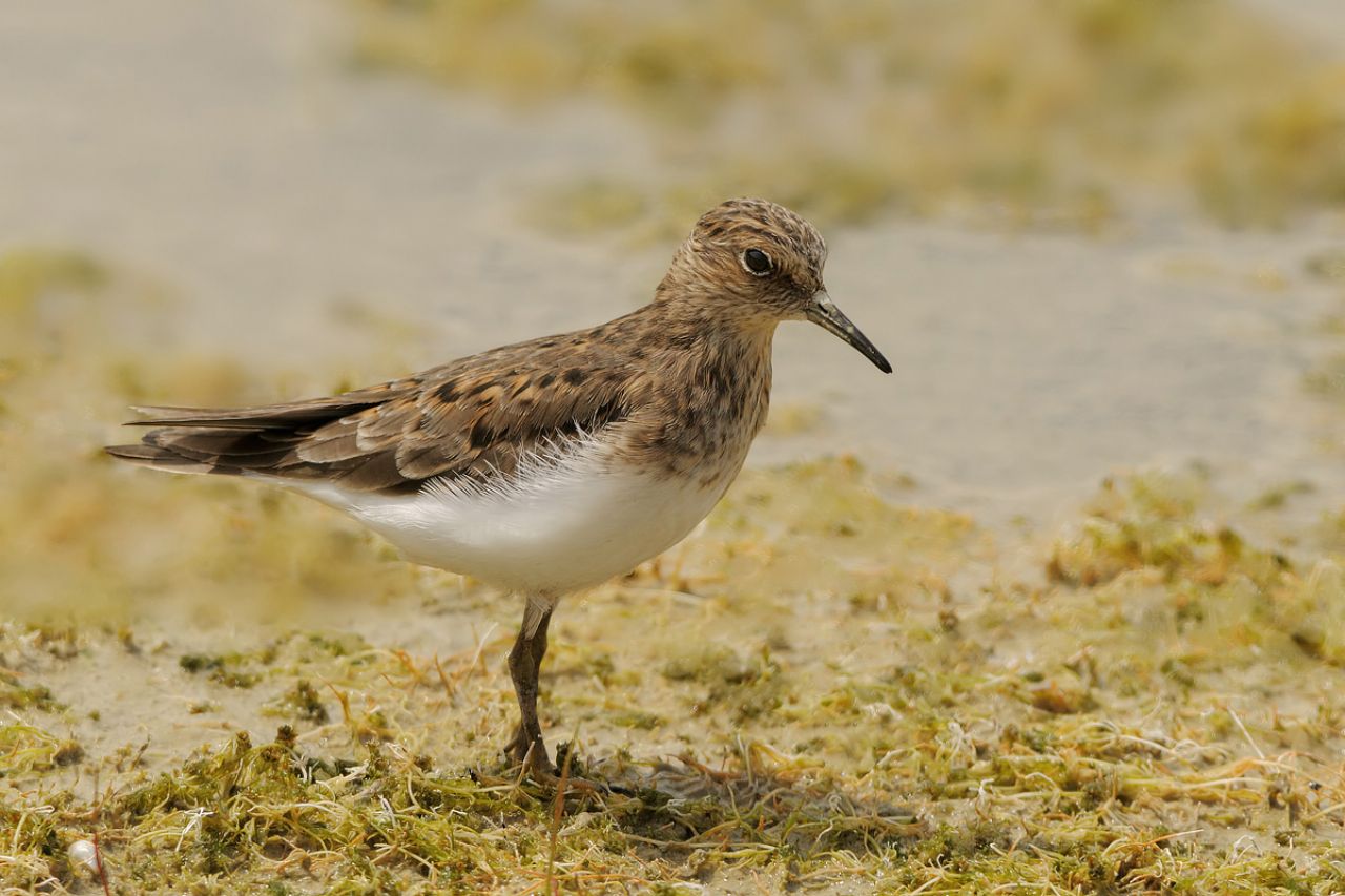 Gambecchio nano (Calidris temminckii)